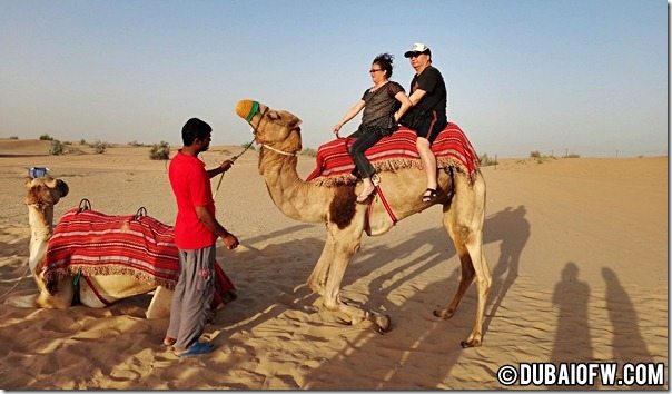 dubai desert camel adventure