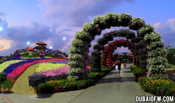 dubai miracle garden photo