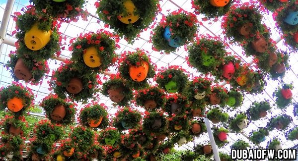 photo dubai miracle garden