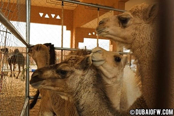 al ain camel market