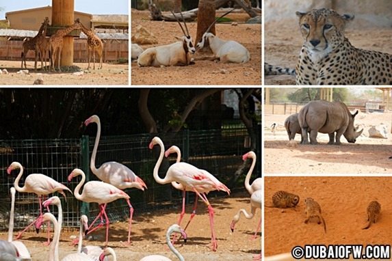 al ain zoo abu dhabi