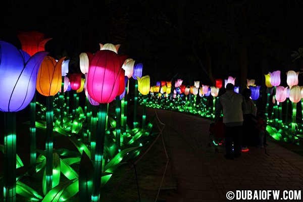 dubai garden glow tulips