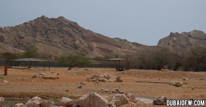 al ain safari park