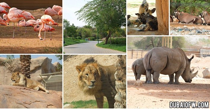 dubai safari park vs al ain zoo