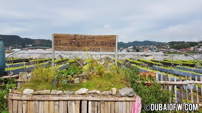 la trinidad benguet strawberry farm