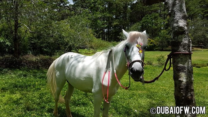 white horse at camp john hay