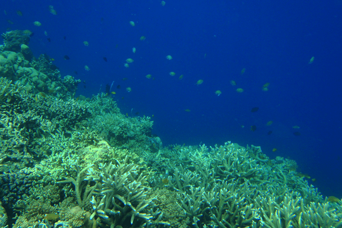 marine-life-cebu