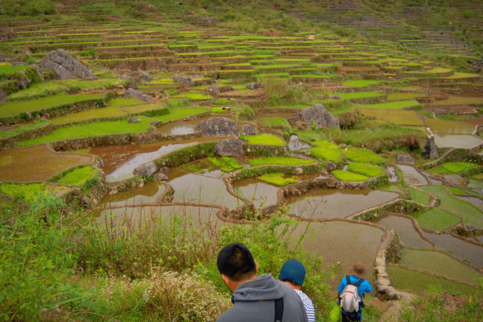 rice-fields-sagada