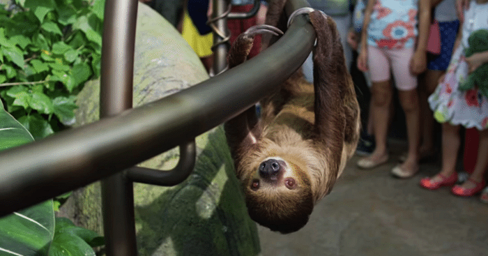 sloth-animal-dubai