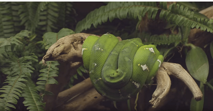 snake-rainforest-dubai