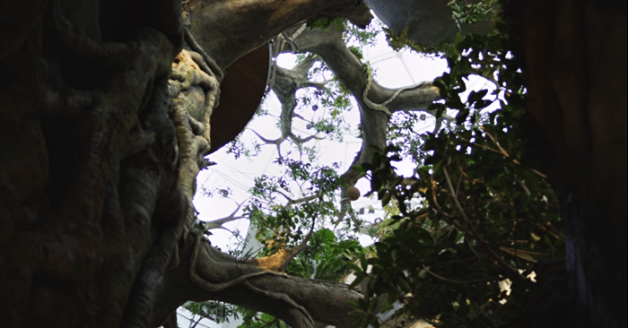 tree-dubai-rainforest