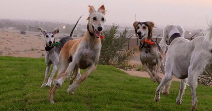 Bark Park: The First "Dogs Only" Park Opens in Dubai | Dubai OFW