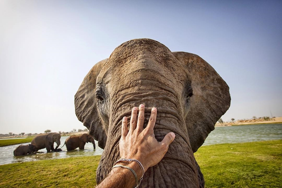 Sheikh Hamdan Elephant Remembers