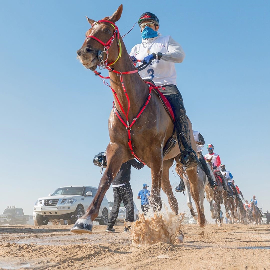 Sheikh Hamdan Lead Horse