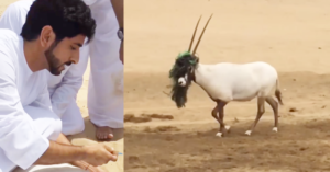 dubai prince saves oryx