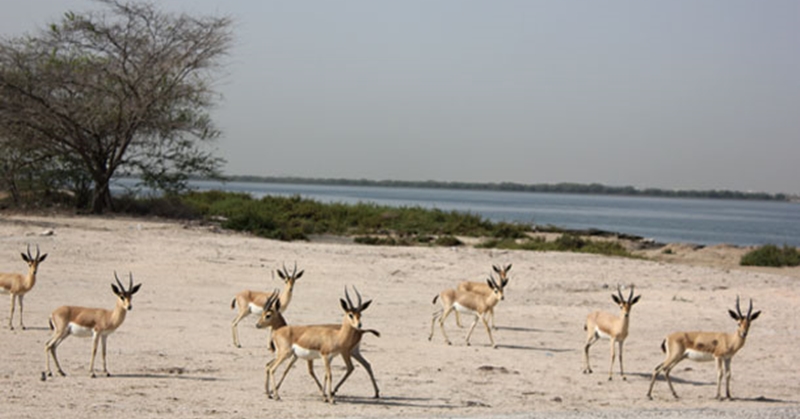 dubai to umm al quwain via bus - beach