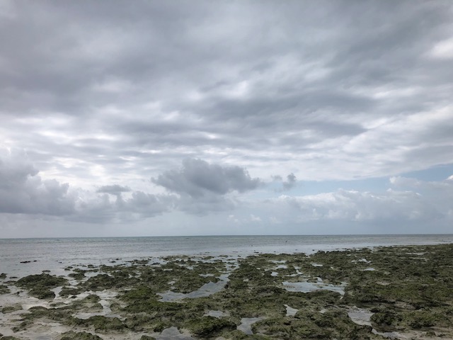 seaweed farming zanzibar