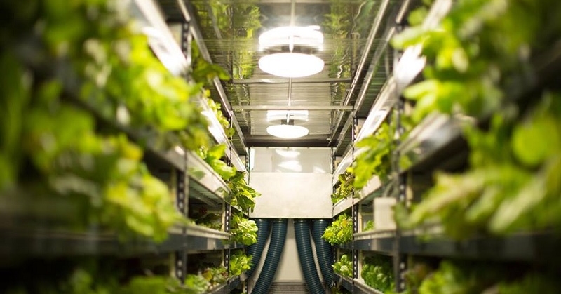 worlds largest vertical farm dubai 5