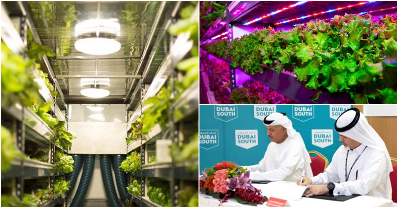 worlds largest vertical farm dubai