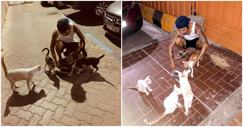 Filipino in Abu Dhabi Cares for Stray Kitties