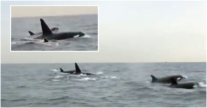 WATCH Killer Whales Spotted in UAE Waters After 10 Years