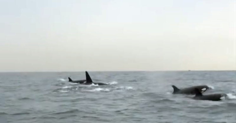 WATCH Killer Whales Spotted in UAE Waters After 10 Years 7