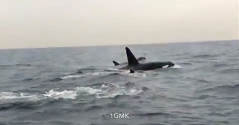 WATCH Killer Whales Spotted in UAE Waters After 10 Years 8