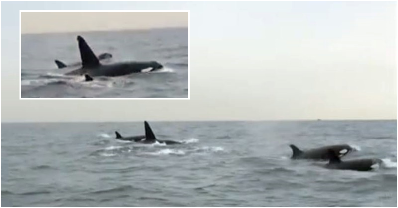 WATCH Killer Whales Spotted in UAE Waters After 10 Years