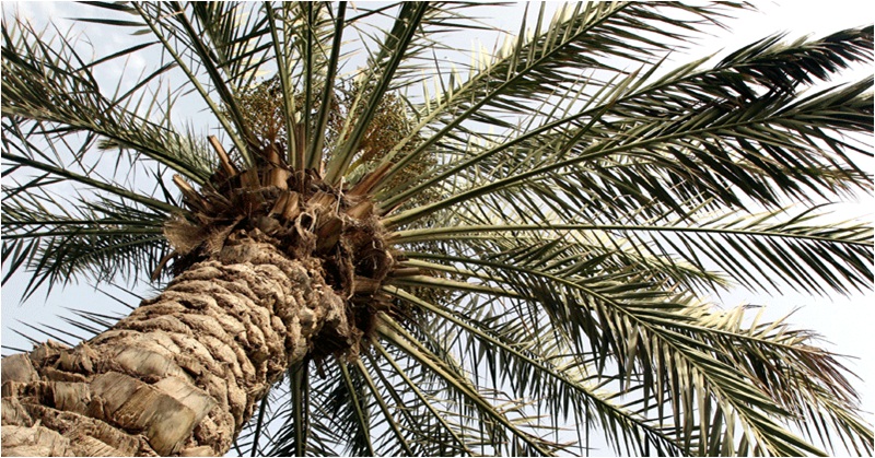 UAE Space Agency Explores the Possibility of Farming Palm Trees on Mars