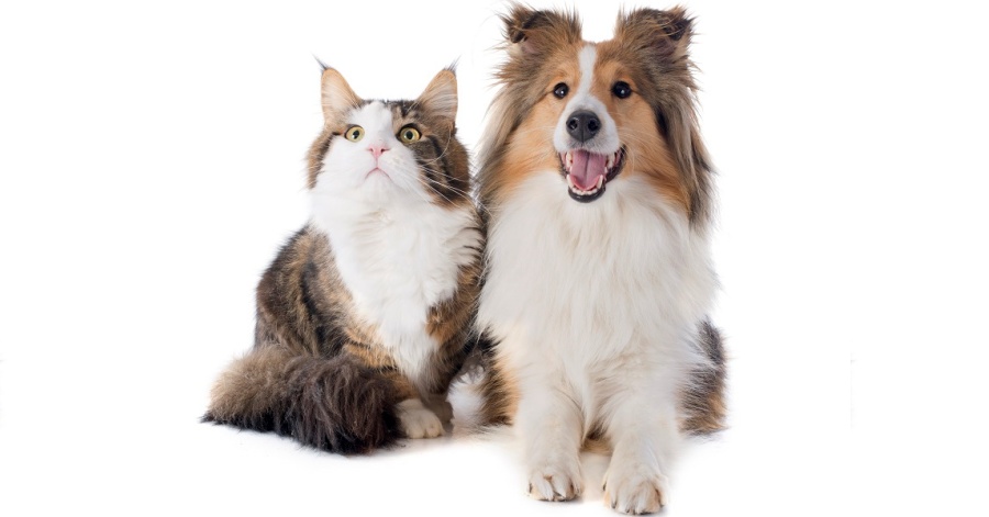 caring for pets