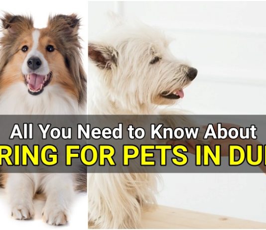 caring for pets