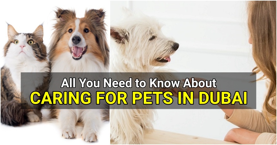 caring for pets