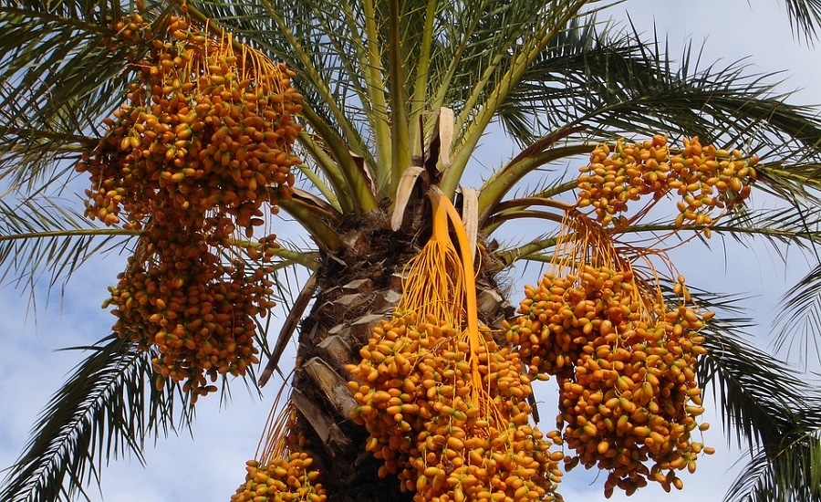 Where to Buy Dates in Dubai