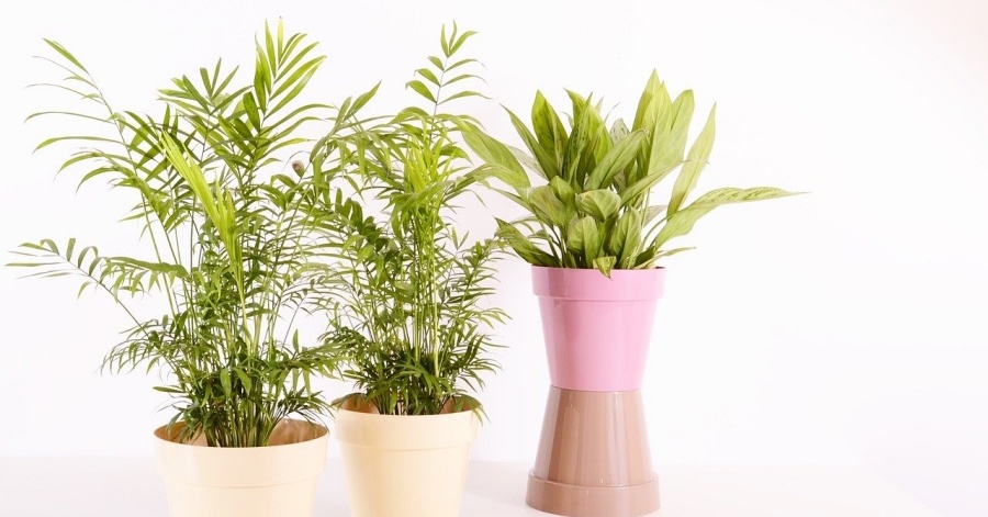 Best Places to Buy Plants in Dubai