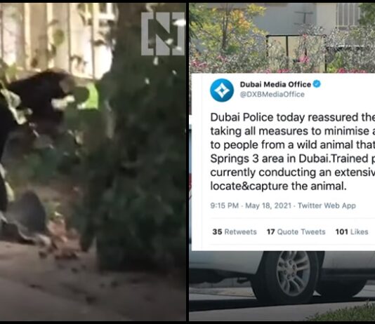 Dubai Police Dispels Rumors Of Jaguar On The Loose