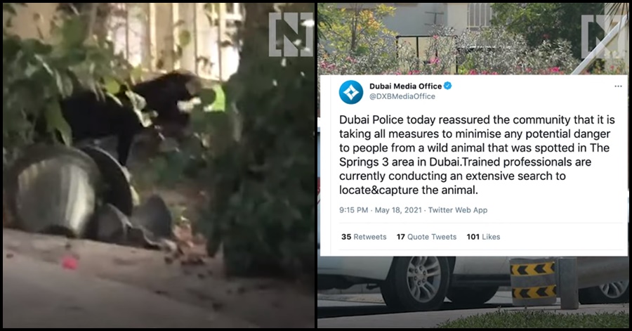 Dubai Police Dispels Rumors Of Jaguar On The Loose