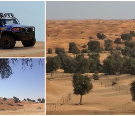 Things to Do at Al Hayer Forest in Dubai