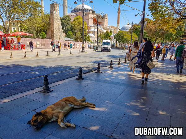 huge dog on the street