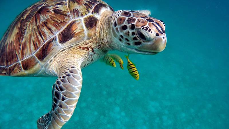 sealife in maldives