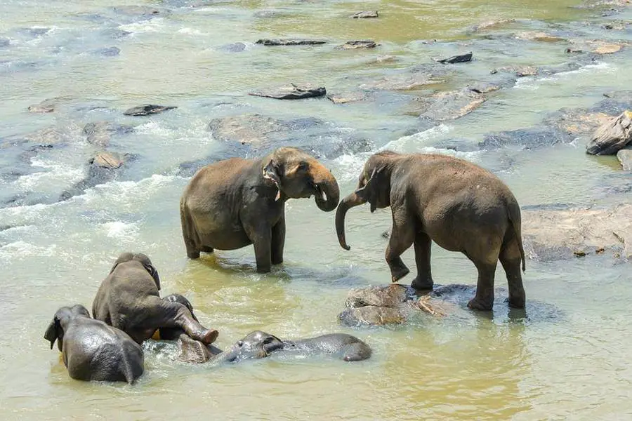 elephants in sri lanka visit