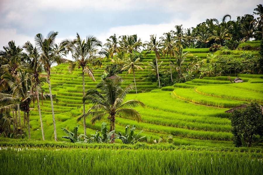 bali ubud ricefields