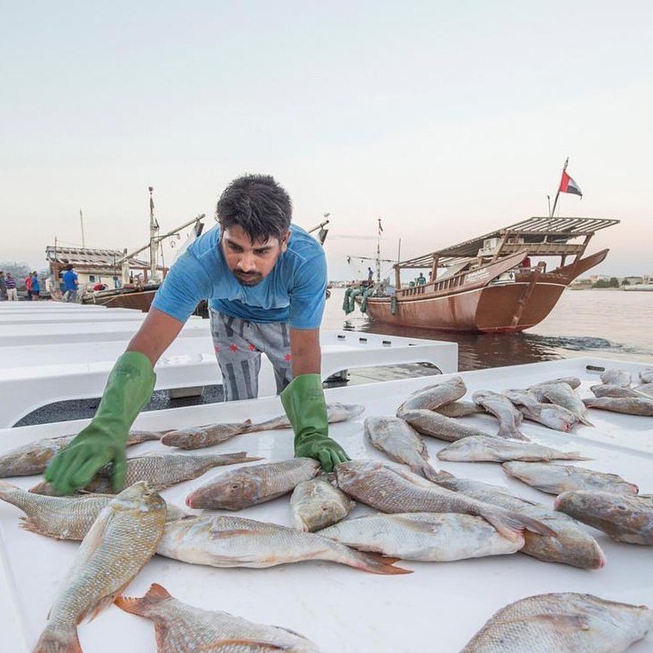 Ajman Fish Market | Dubai OFW