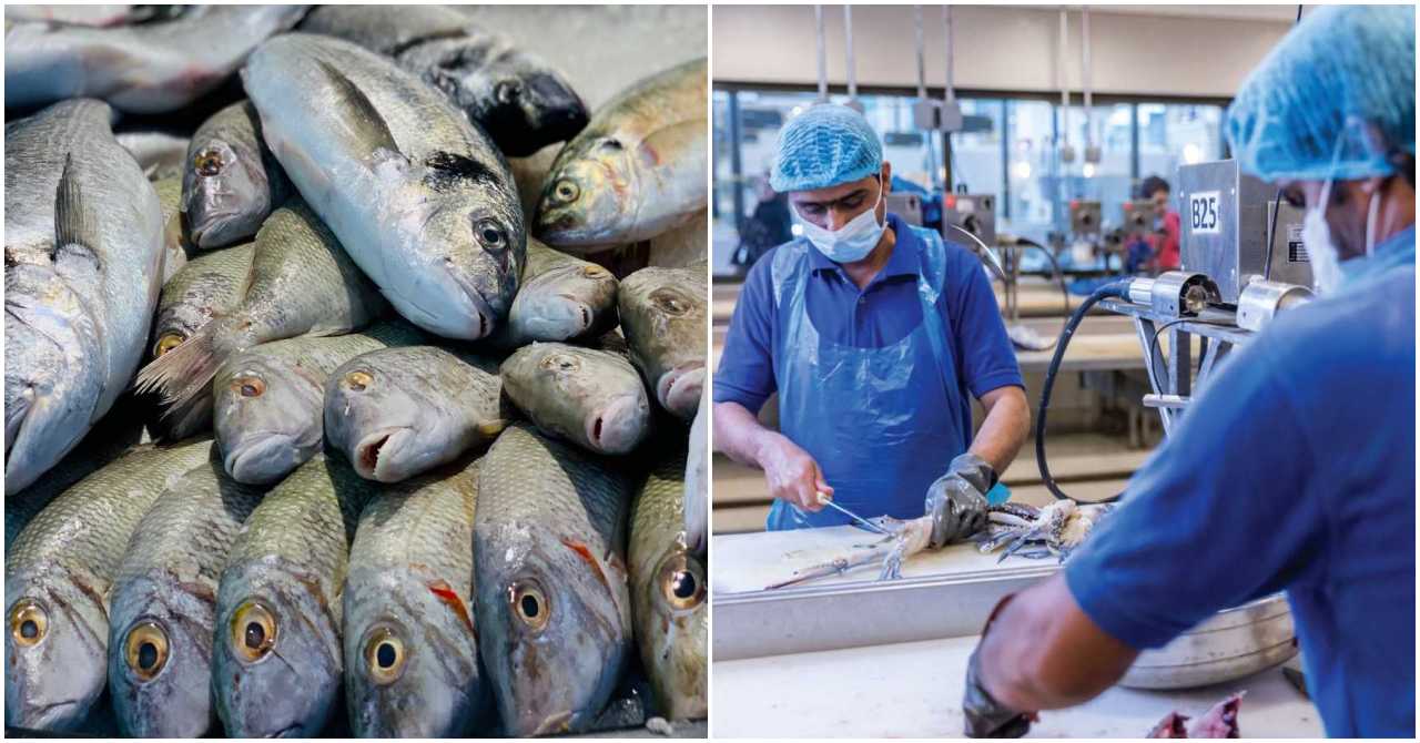 Sharjah Fish Market