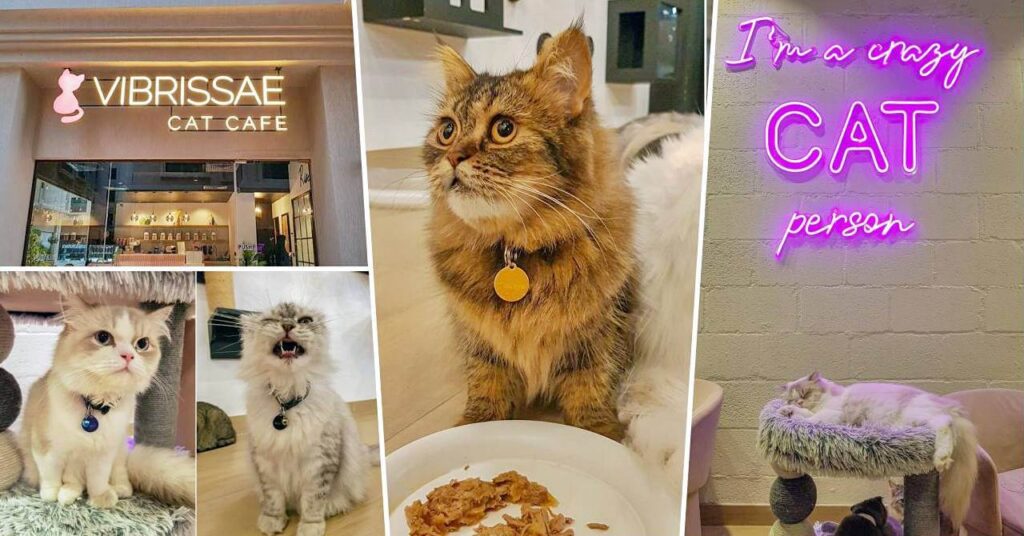 Cat Cafe Vibrissae Adorable Cat Cafe in Dubai Dubai OFW