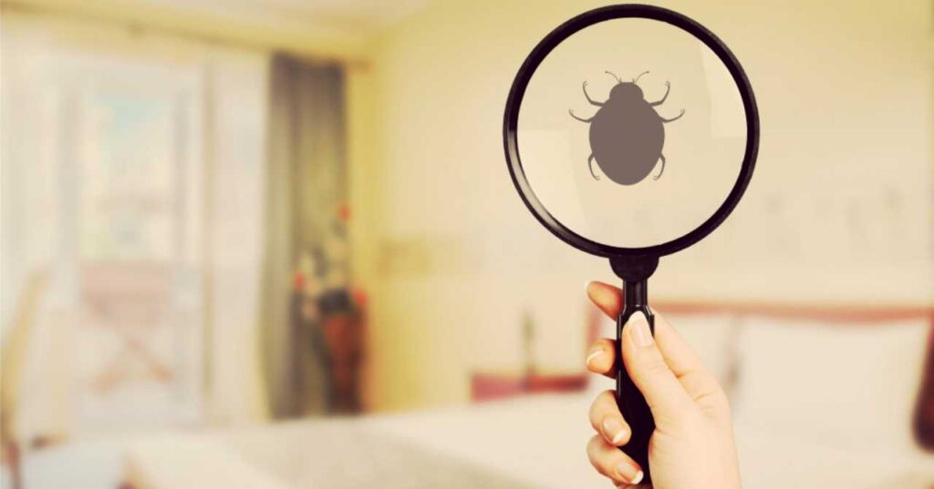How to Get Rid of Bed Bugs in Dubai Dubai OFW