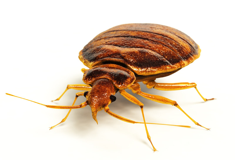 How to Get Rid of Bed Bugs in Dubai