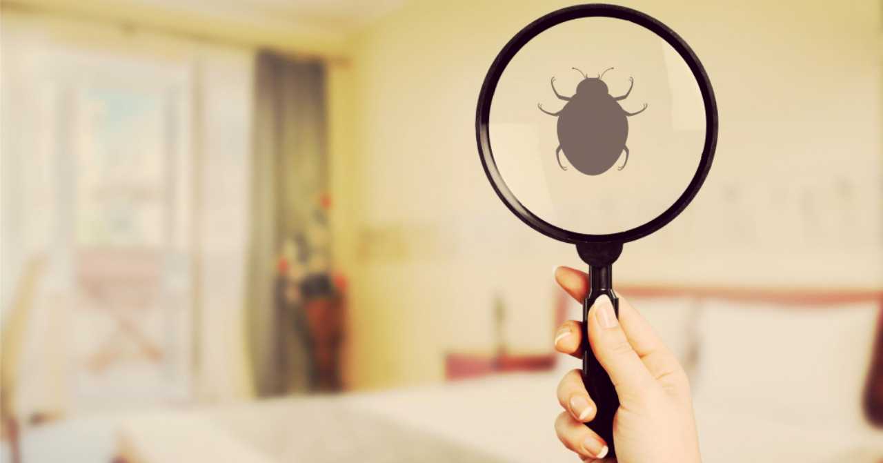 How to Get Rid of Bed Bugs in Dubai