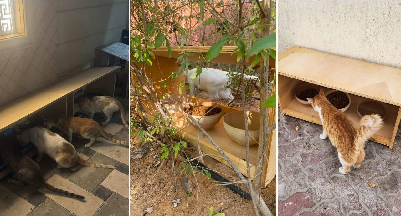 catfood stand diy by jonathan for stray cats uae
