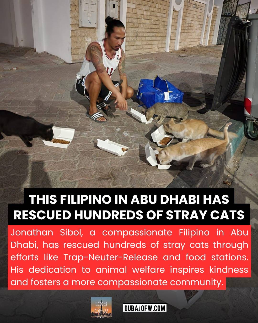 filipino abu dhabi rescued hundreds of cats
