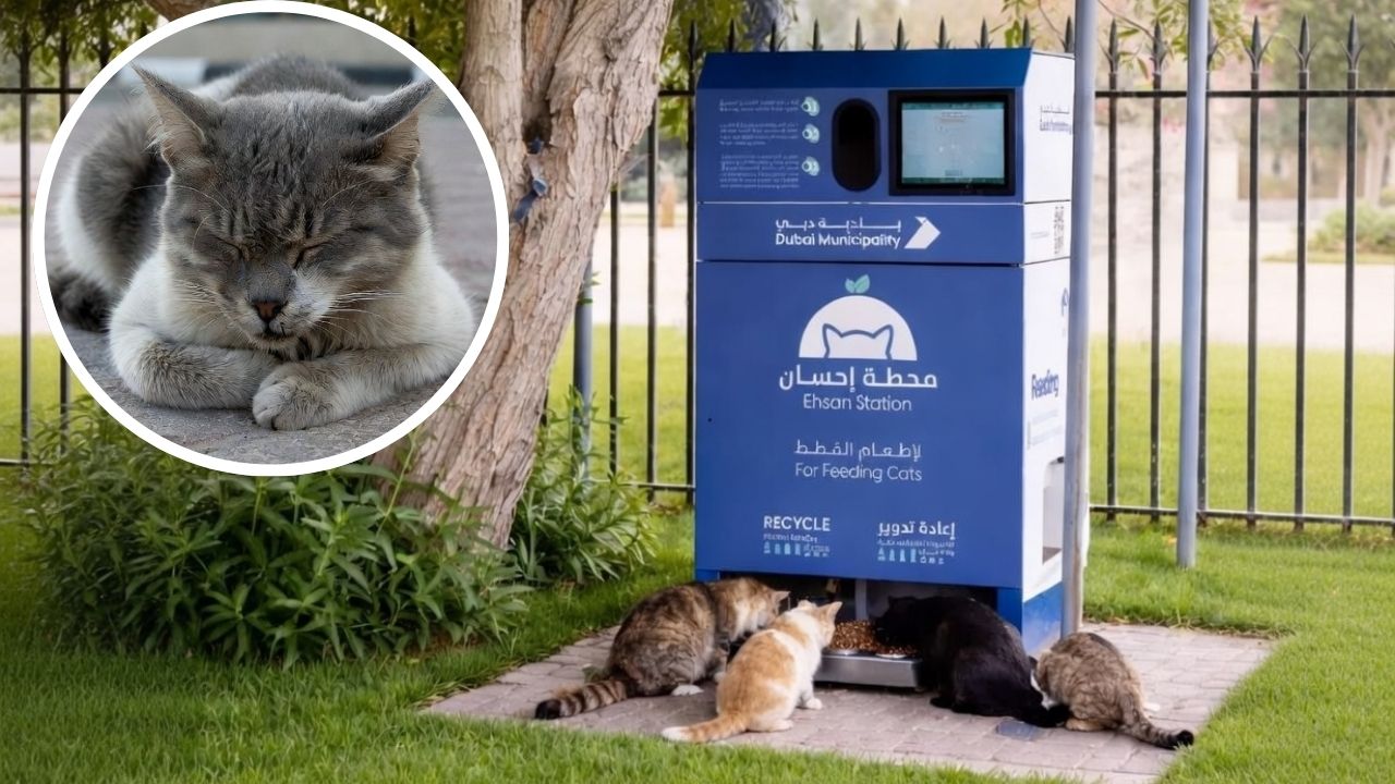 This Dubai Innovation Is Helping Feed Stray Cats Across the City